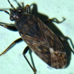 Peritrechus nubilus
